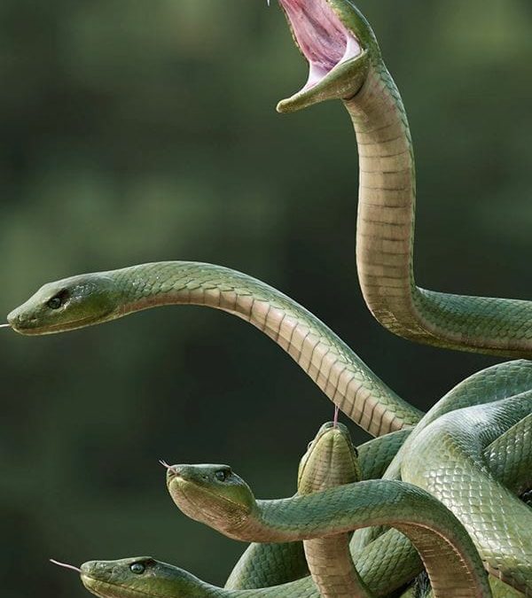 IL CANTO DEL SERPENTE